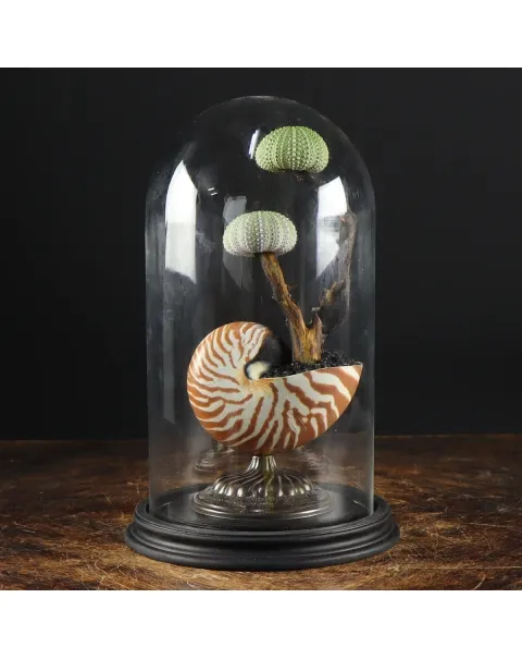 Nautilus e Ricci di mare sotto Campana di Vetro