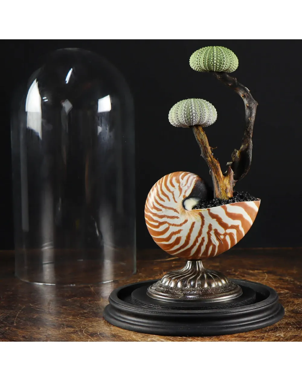 Nautilus e Ricci di mare sotto Campana di Vetro
