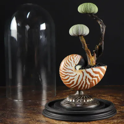 Nautilus e Ricci di mare sotto Campana di Vetro