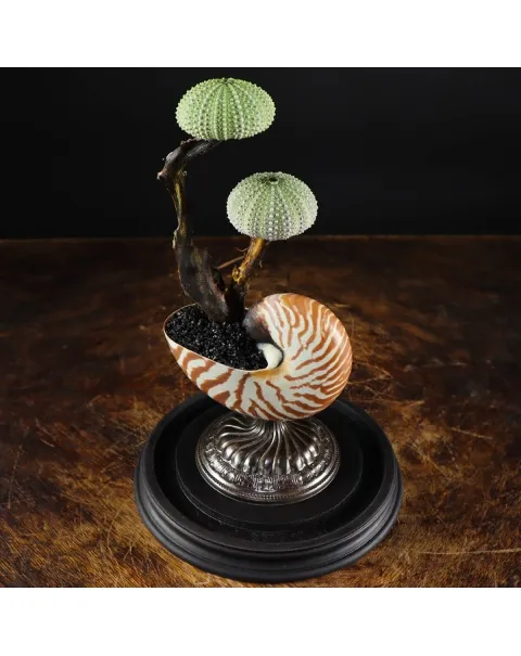 Nautilus e Ricci di mare sotto Campana di Vetro