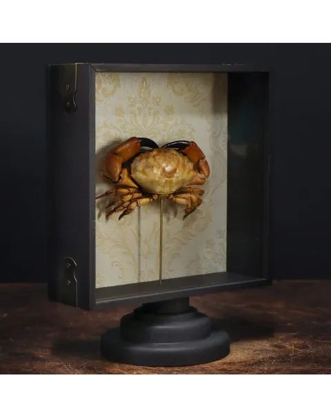 Lophopanopeus bellus