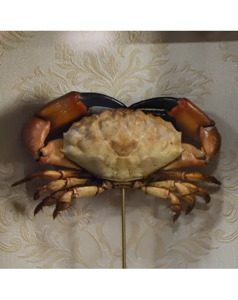 Lophopanopeus bellus