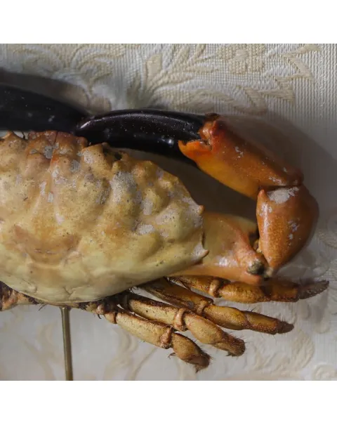 Lophopanopeus bellus
