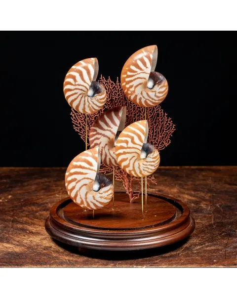 Nautilus e Gorgonia sotto Campana di Vetro