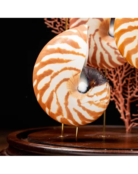 Nautilus e Gorgonia sotto Campana di Vetro