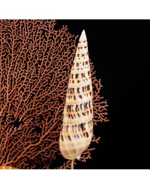 Fauna marina sotto Campana di Vetro