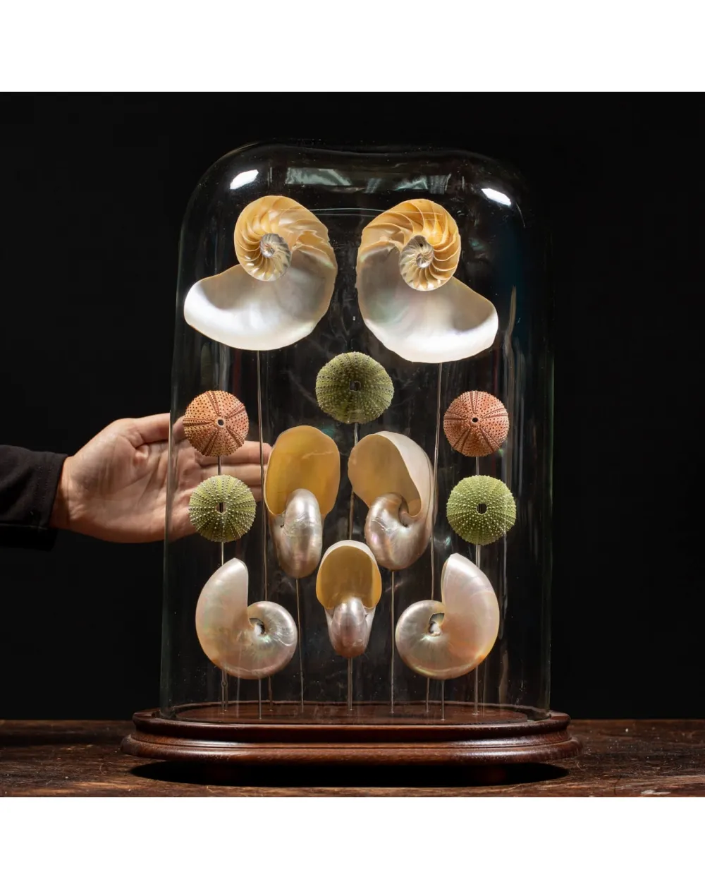 Nautilus Madreperla sotto Campana di Vetro