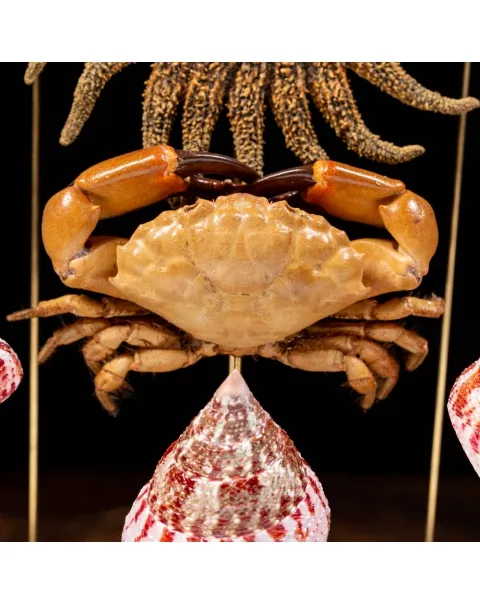Fauna Marina sotto Campana di Vetro