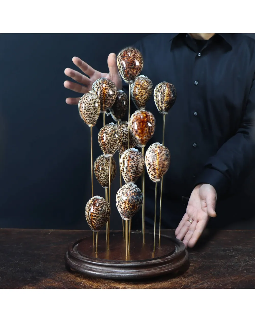 Campana vetro Cypraea Tigris