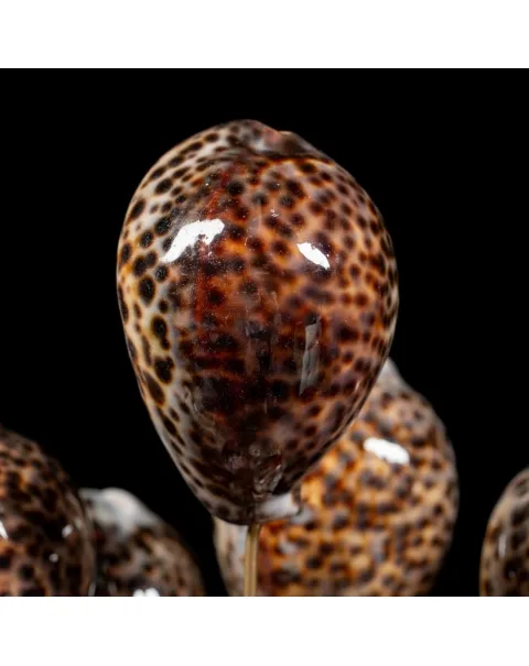 Campana vetro Cypraea Tigris