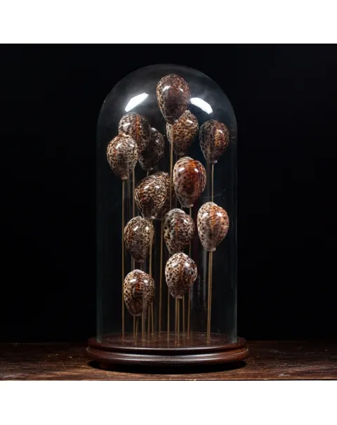Campana vetro Cypraea Tigris