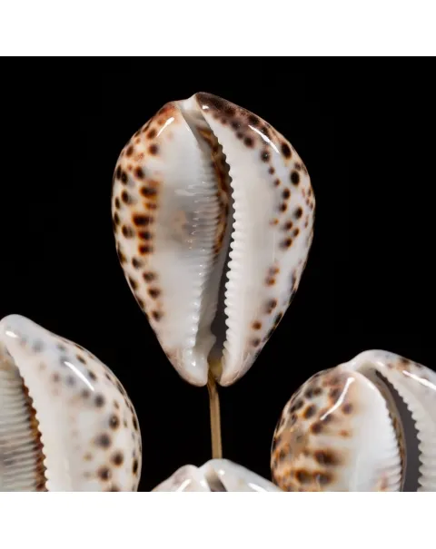 Campana vetro Cypraea Tigris