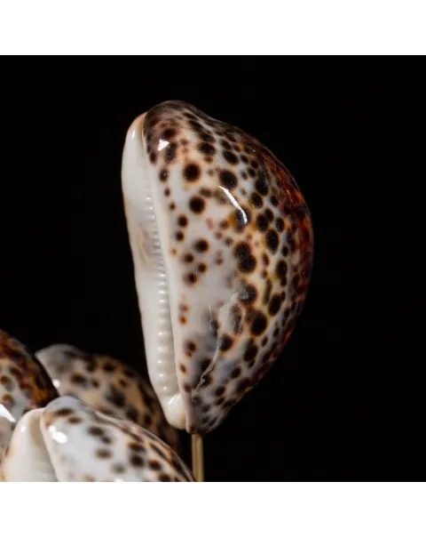Campana vetro Cypraea Tigris