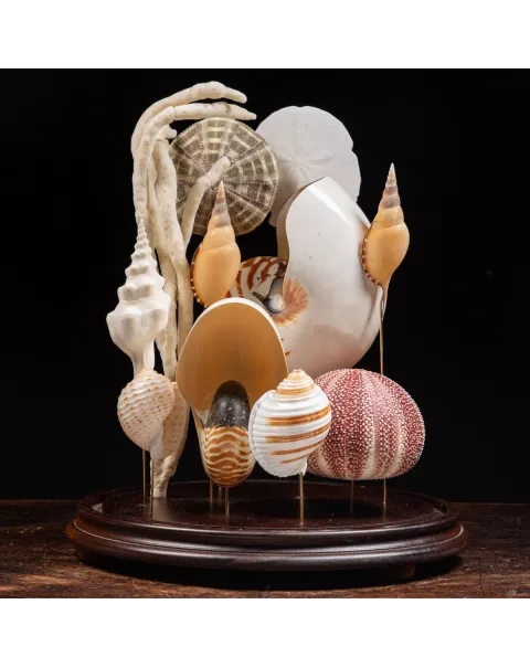 Nautilus e conchiglie da collezione sotto Campana di Vetro