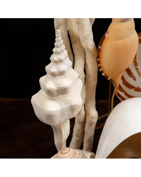 Nautilus e conchiglie da collezione sotto Campana di Vetro
