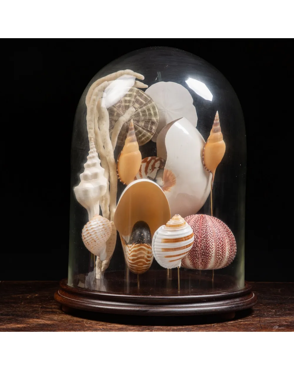 Nautilus e conchiglie da collezione sotto Campana di Vetro
