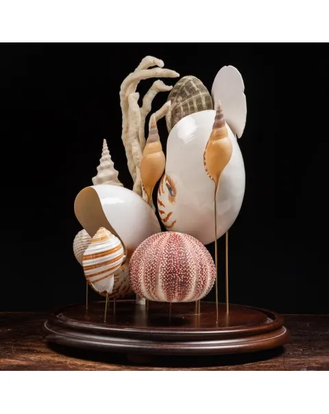 Nautilus e conchiglie da collezione sotto Campana di Vetro