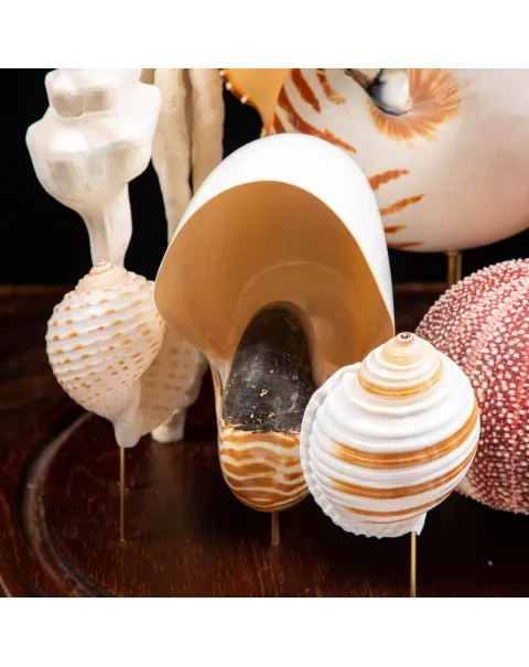 Nautilus e conchiglie da collezione sotto Campana di Vetro
