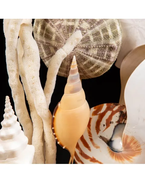 Nautilus e conchiglie da collezione sotto Campana di Vetro