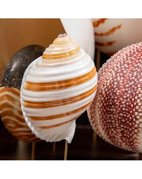 Nautilus e conchiglie da collezione sotto Campana di Vetro