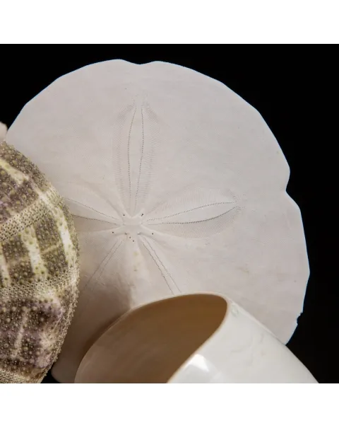 Nautilus e conchiglie da collezione sotto Campana di Vetro