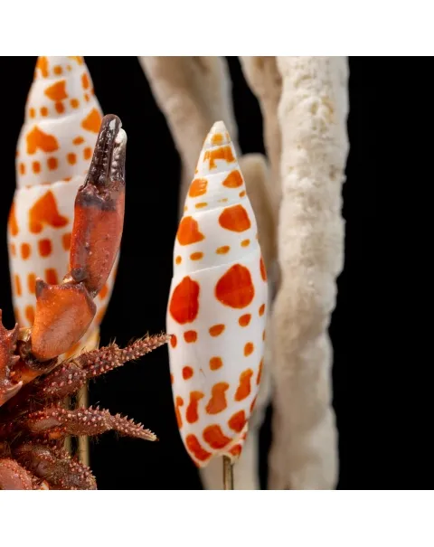 Fauna Marina sotto Campana di Vetro