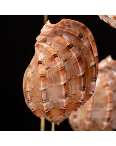 Conchiglie Sotto Campana Di Vetro