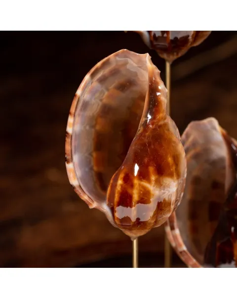 Conchiglie Sotto Campana Di Vetro