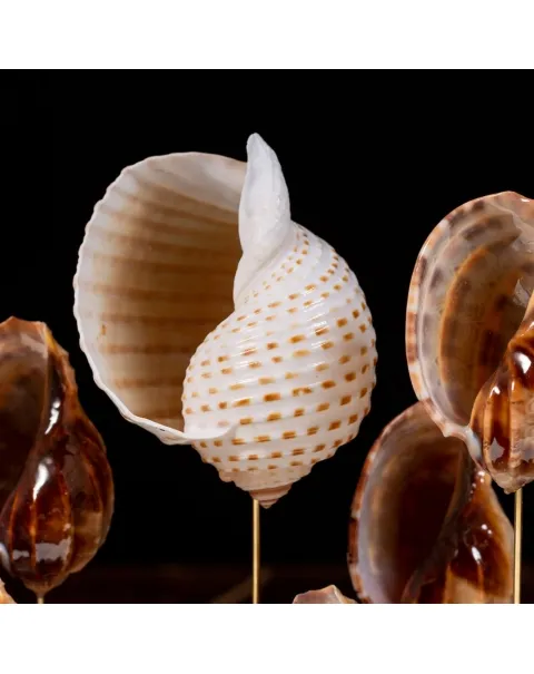 Conchiglie Sotto Campana Di Vetro