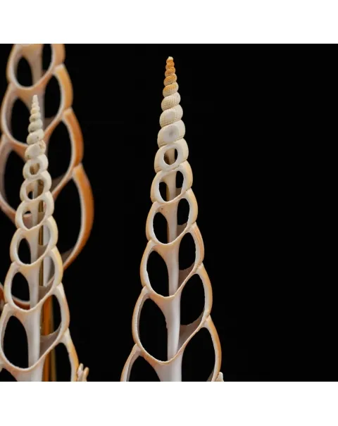 Conchiglie Tibia Fusus sotto Campana di Vetro