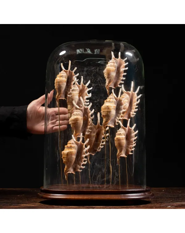 Conchiglie Lambis Millepeda sotto Campana di Vetro