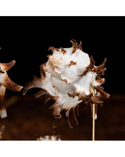 Conchiglie Hexaplex Cichoreum sotto Campana di Vetro