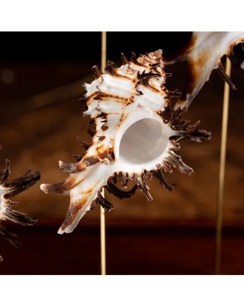 Conchiglie Hexaplex Cichoreum sotto Campana di Vetro