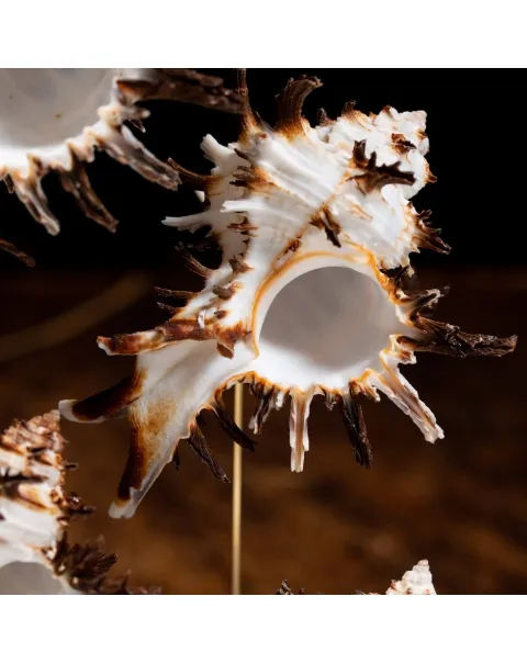 Conchiglie Hexaplex Cichoreum sotto Campana di Vetro