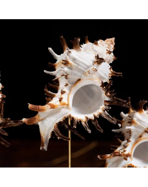 Conchiglie Hexaplex Cichoreum sotto Campana di Vetro
