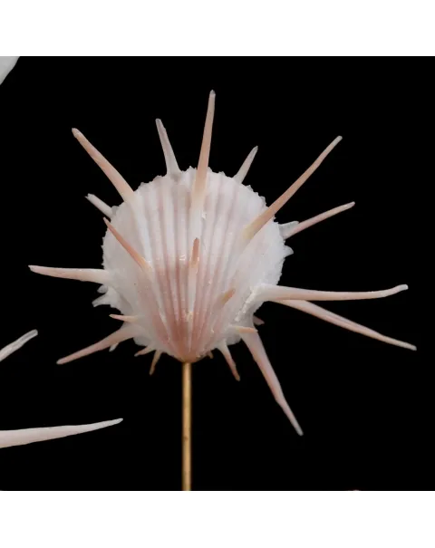 Conchiglie Spondylus Imperialis e Calpurnus Verrucosus sotto Campana di Vetro
