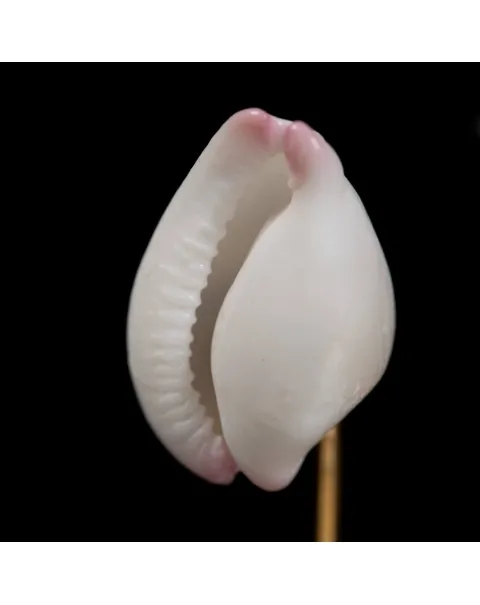 Conchiglie Spondylus Imperialis e Calpurnus Verrucosus sotto Campana di Vetro