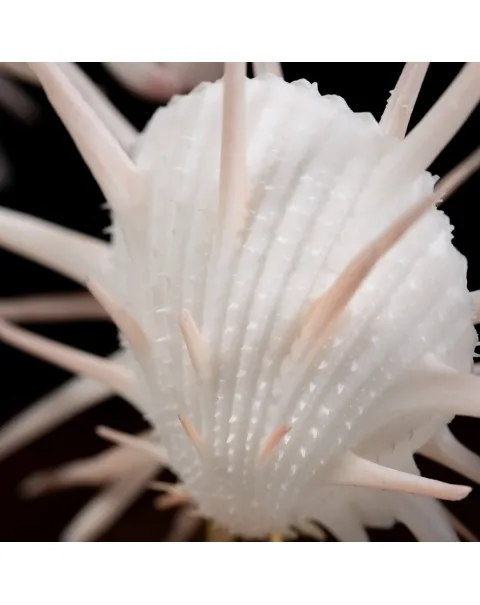 Conchiglie Spondylus Imperialis e Calpurnus Verrucosus sotto Campana di Vetro