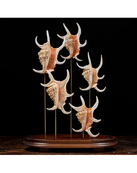 Conchiglie Lambis Chiragra sotto Campana di Vetro