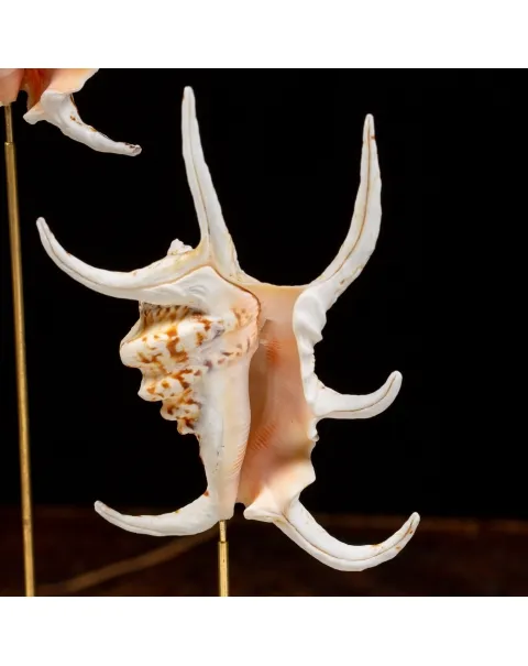 Conchiglie Lambis Chiragra sotto Campana di Vetro