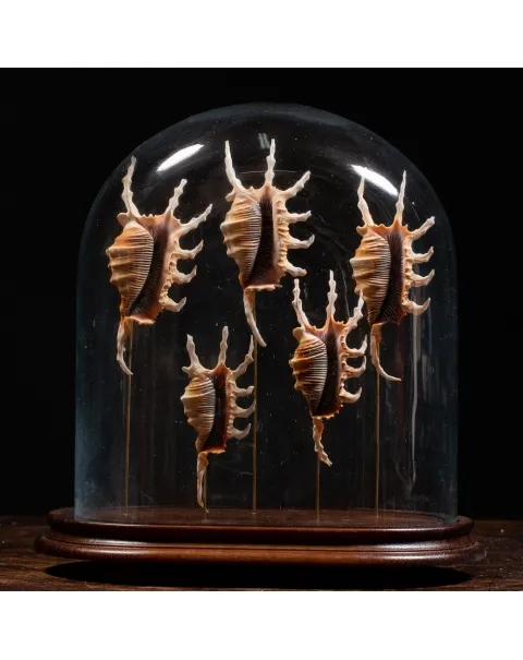 Conchiglie Lambis Scorpius sotto Campana di Vetro