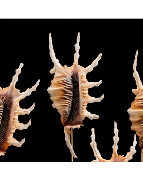 Conchiglie Lambis Scorpius sotto Campana di Vetro