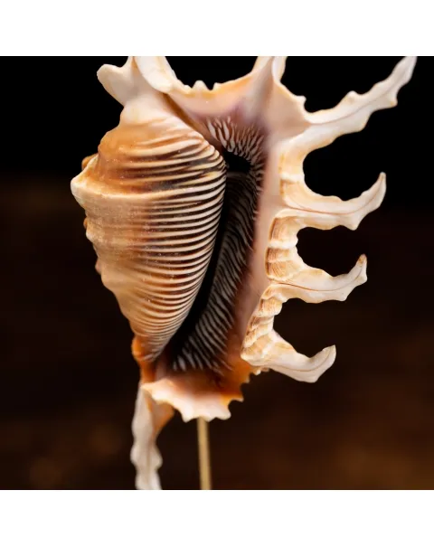 Conchiglie Lambis Scorpius sotto Campana di Vetro