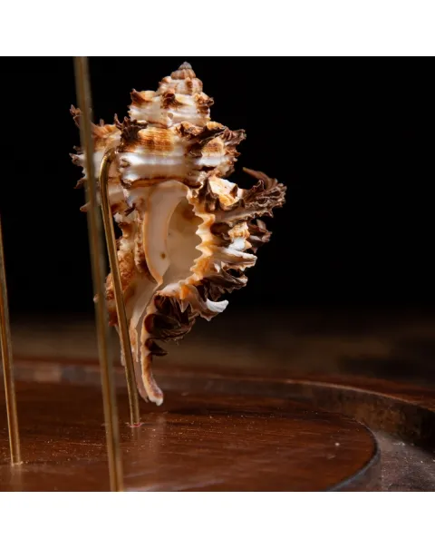 Conchiglie Hexaplex Cichoreum sotto Campana di Vetro