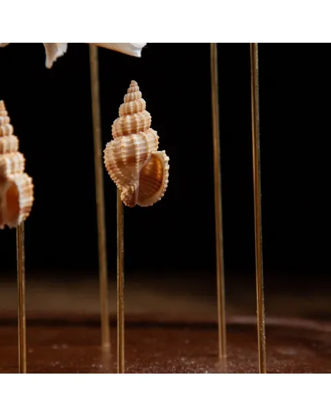 Conchiglie Hexaplex Cichoreum sotto Campana di Vetro