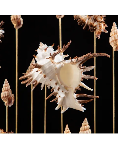 Conchiglie Hexaplex Cichoreum sotto Campana di Vetro
