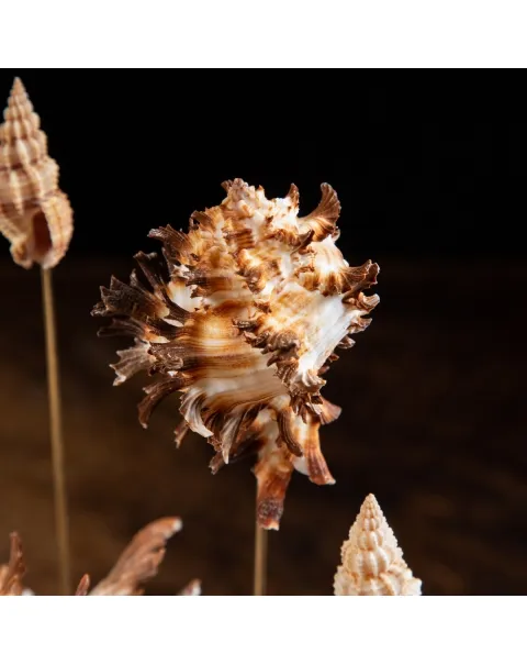Conchiglie Hexaplex Cichoreum sotto Campana di Vetro