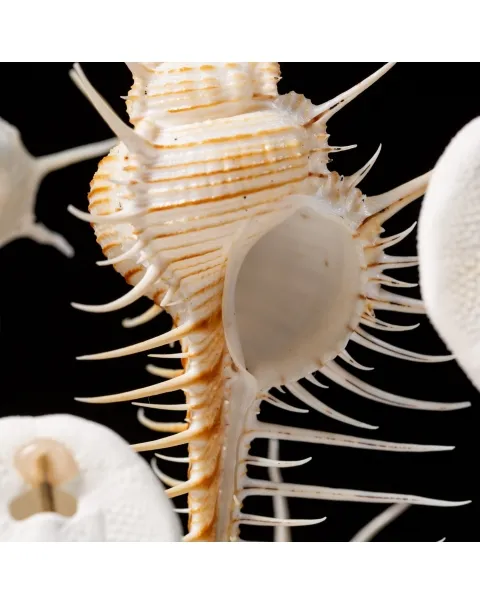 Murex Pecten sotto Campana di Vetro
