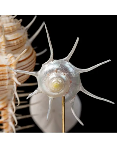 Murex Pecten sotto Campana di Vetro