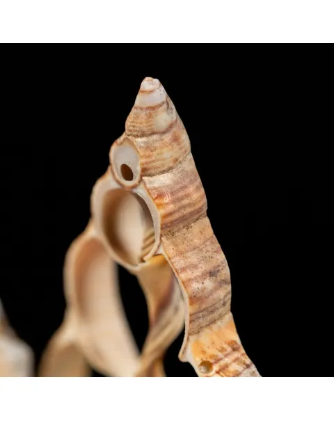 Conchiglie sezionate sotto Campana di Vetro